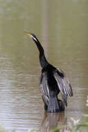 Image de Anhinga d'Australie