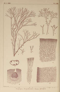 Image of Polyopes J. Agardh 1849