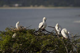 Image of Red-footed Booby