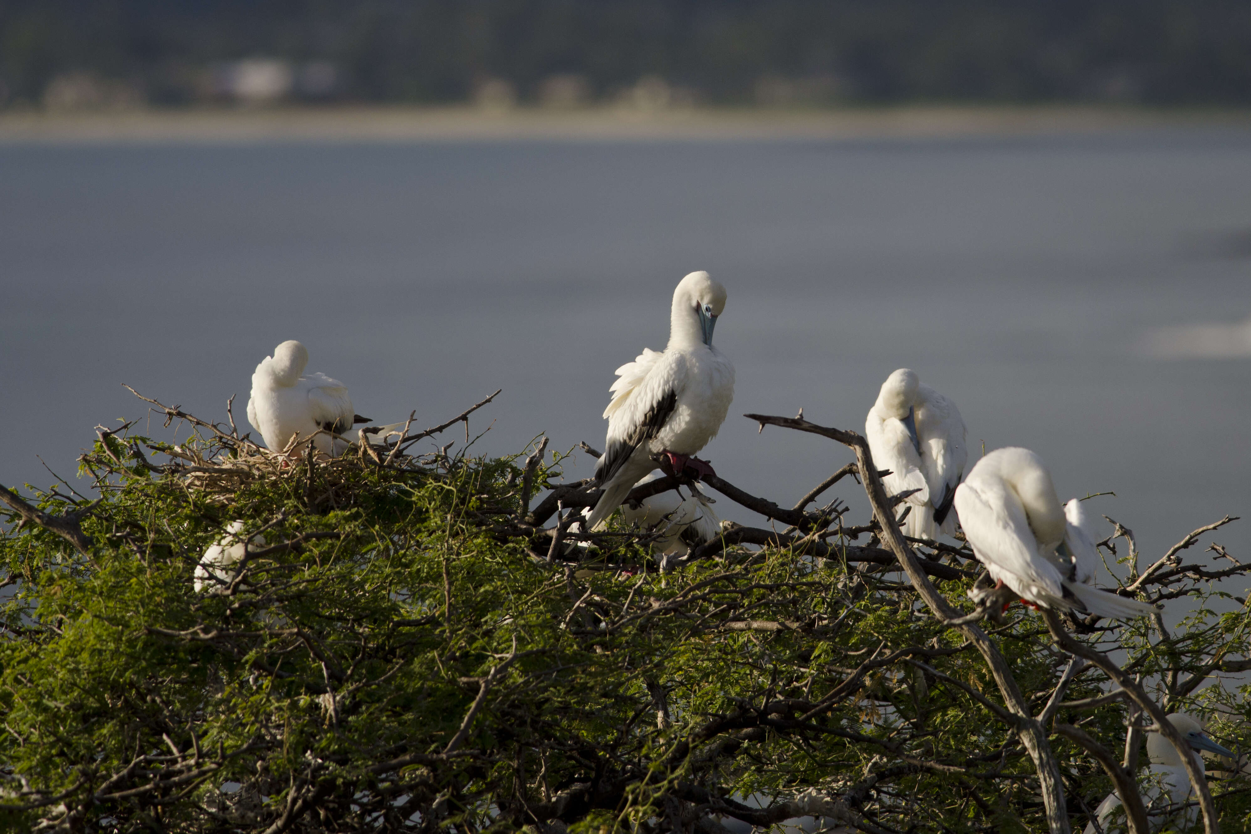 Image of Red-footed Booby