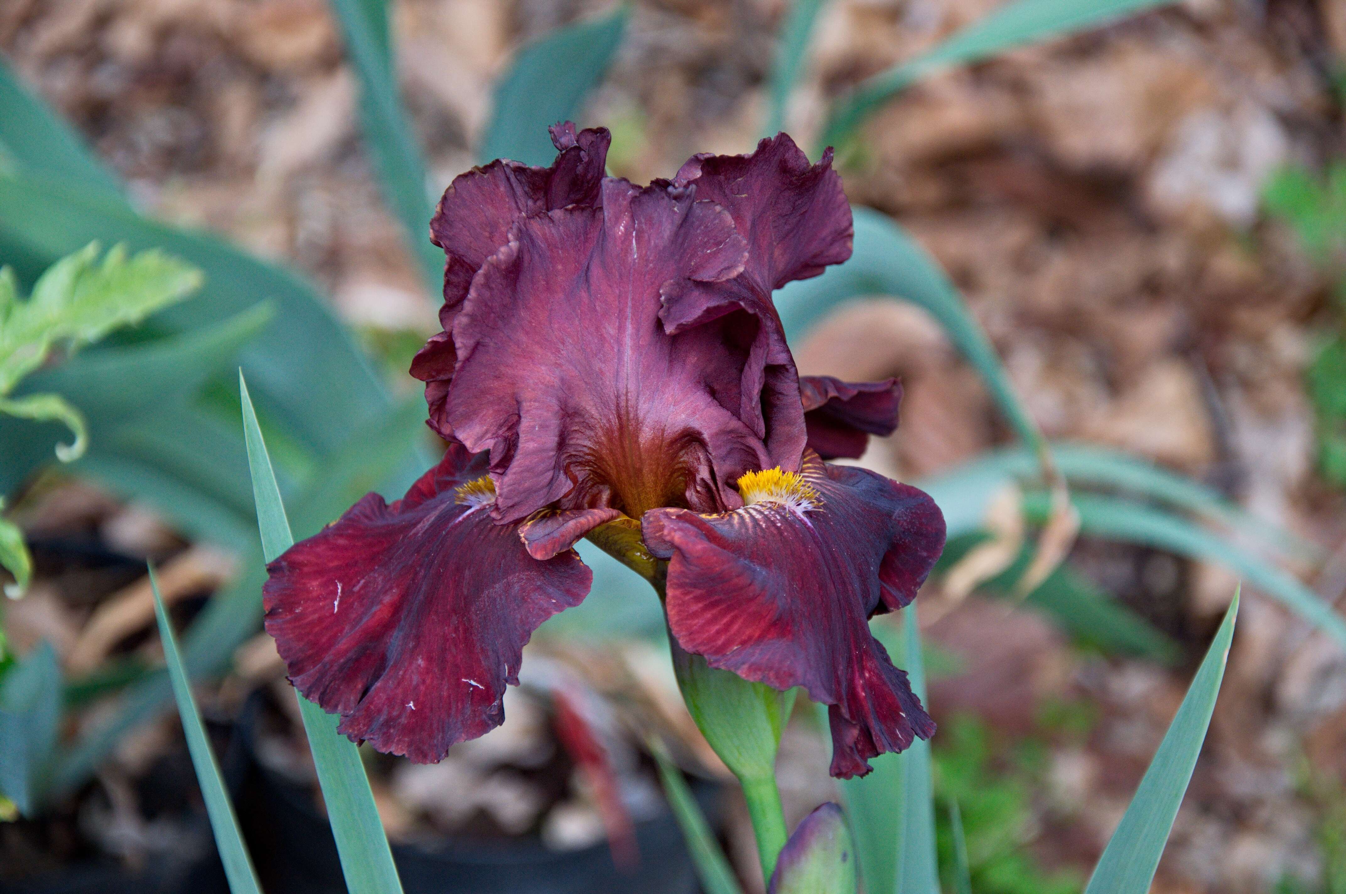 Image of Iridaceae