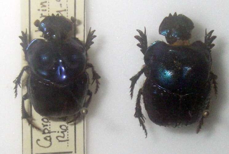 Imagem de Coprophanaeus (Metallophanaeus) saphirinus (Sturm 1826)