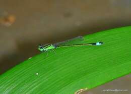 Image of Senegal bluetail