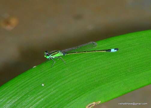 Image of forktail