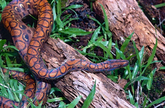 Image of rainbow boa