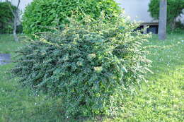 Image of cotoneaster