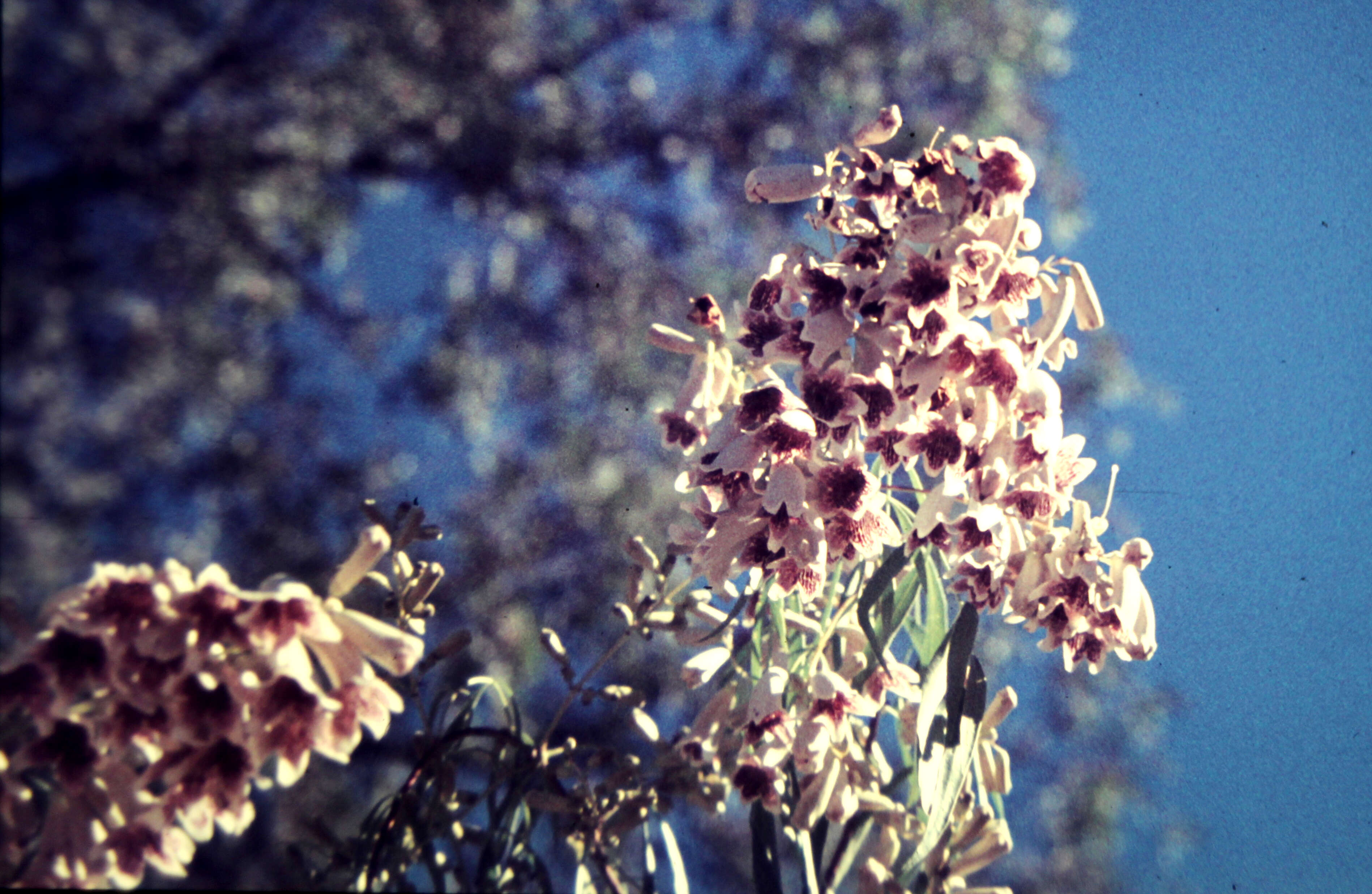 Image of Inland Wonga Vine