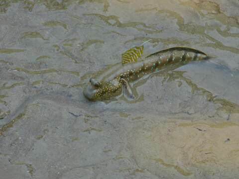 Image of Blue-spotted Mudskipper