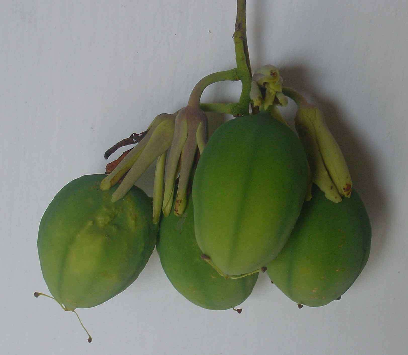 Imagem de Passiflora contracta Vitta