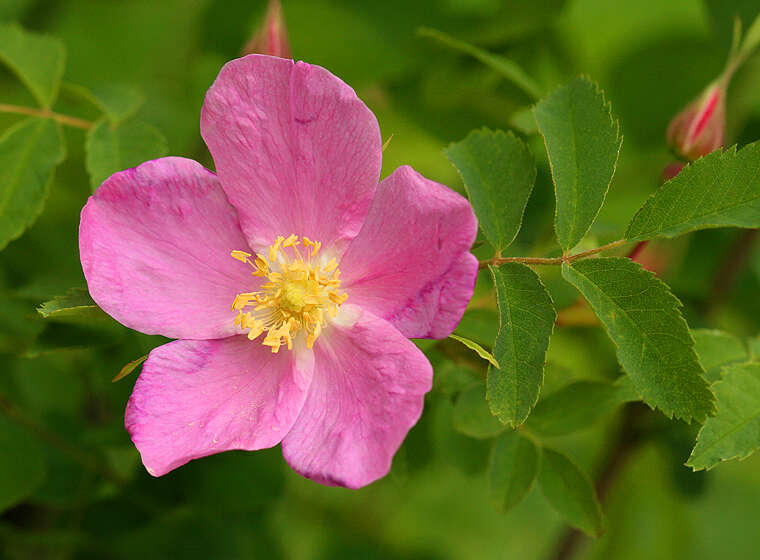 Image of rose