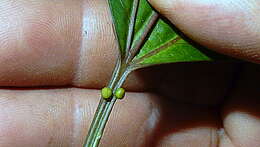 Image of Passiflora cacao Bernacci & M. M. Souza