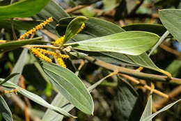 Слика од Acacia holosericea A. Cunn. ex G. Don