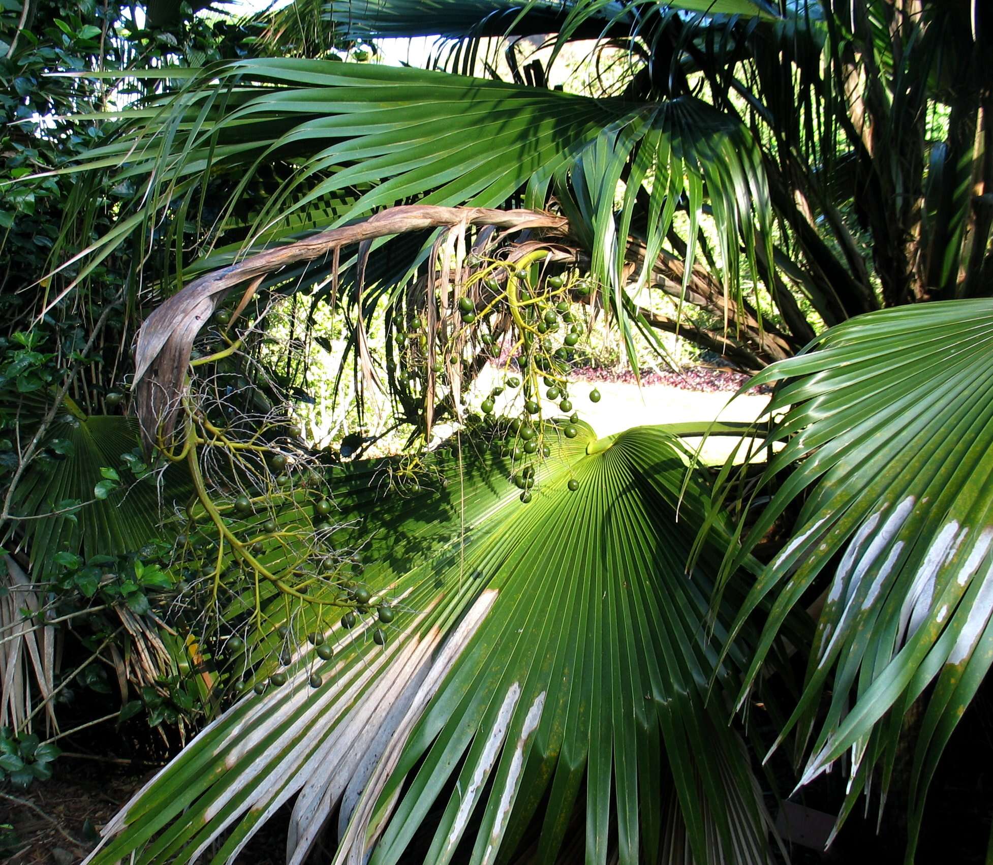 Pritchardia kaalae Rock的圖片