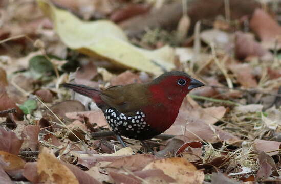 Image of Peters's Twinspot