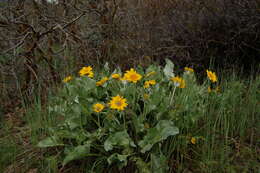 Image de Balsamorhiza