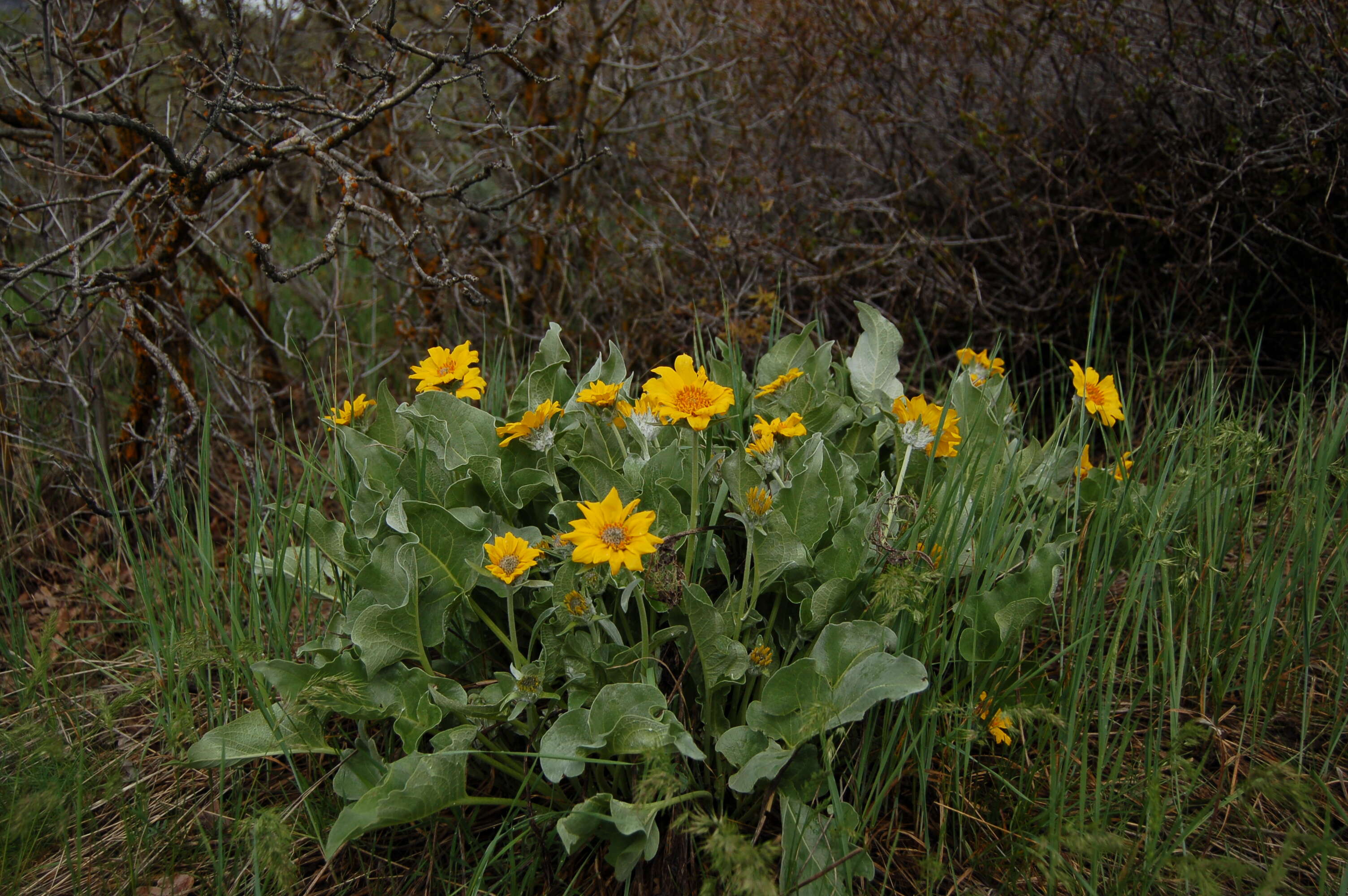 Sivun Balsamorhiza kuva