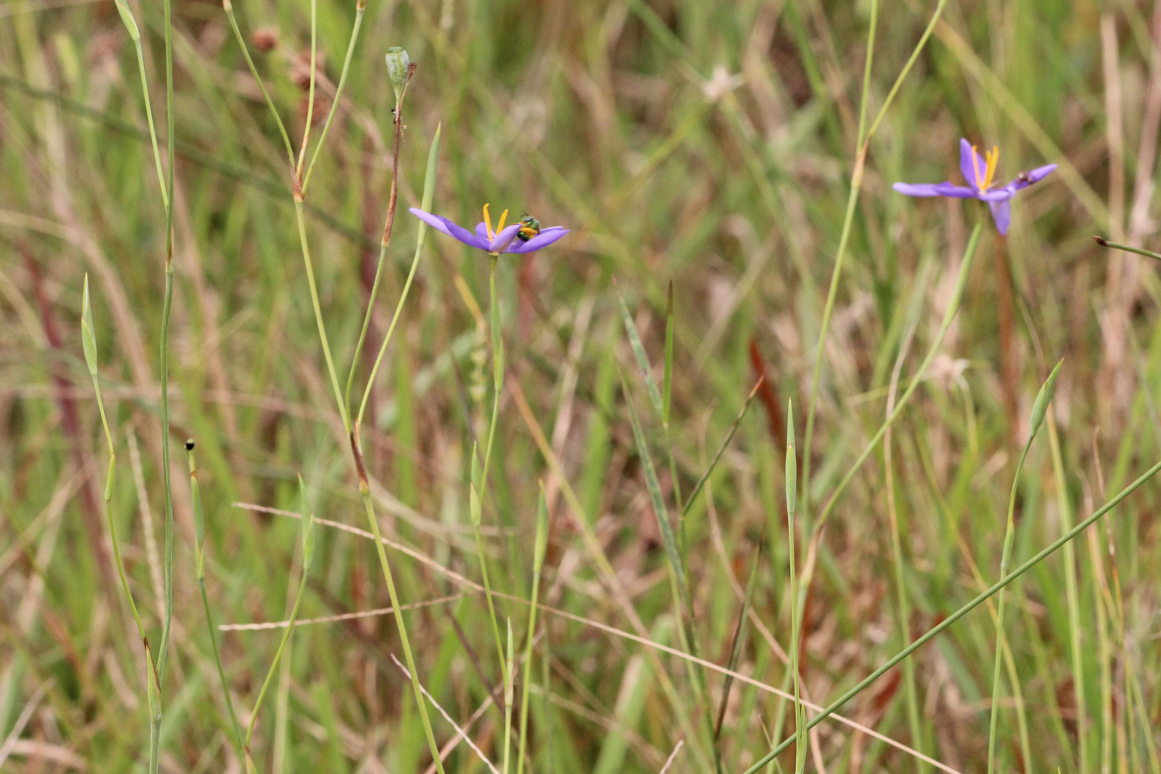 Image of fallflowering pleatleaf