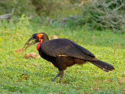 Imagem de Bucorvus leadbeateri (Vigors 1825)