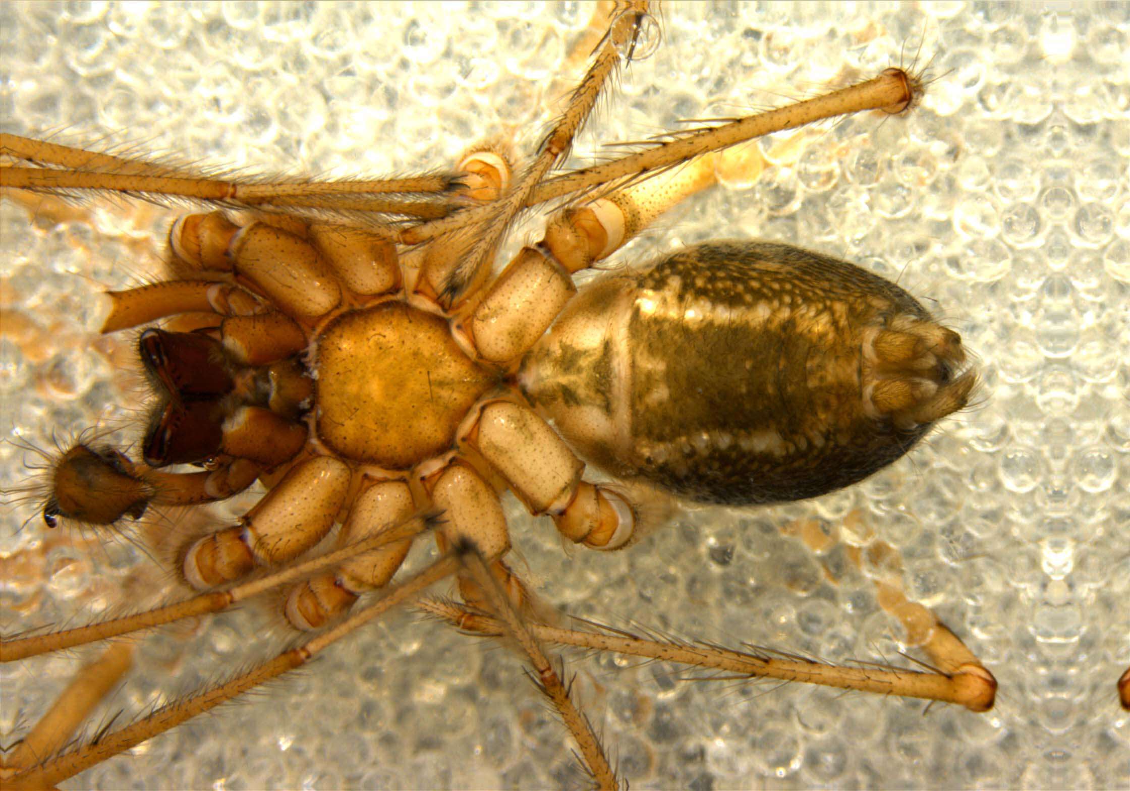 Image of Tegenaria