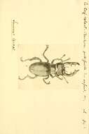 Image of stag beetles