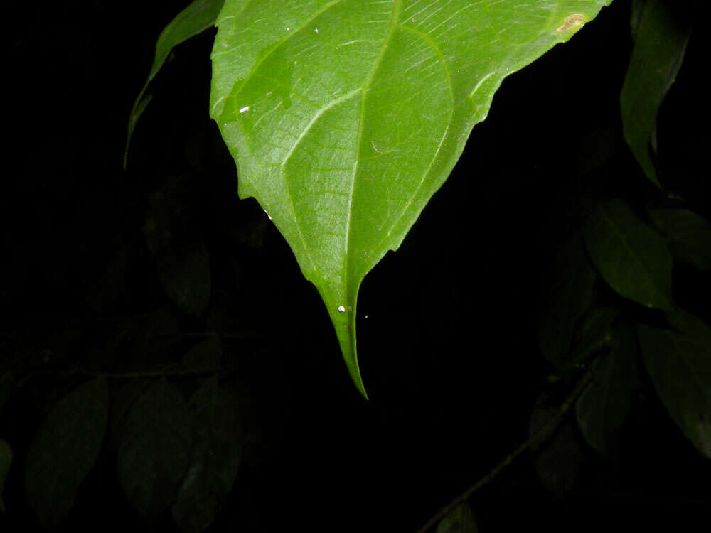 Image of Gloeospermum