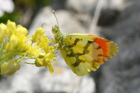 Image of Moroccan Orange Tip