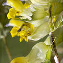 Image of Rhinanthus aristatus (Celak.) Hausskn.