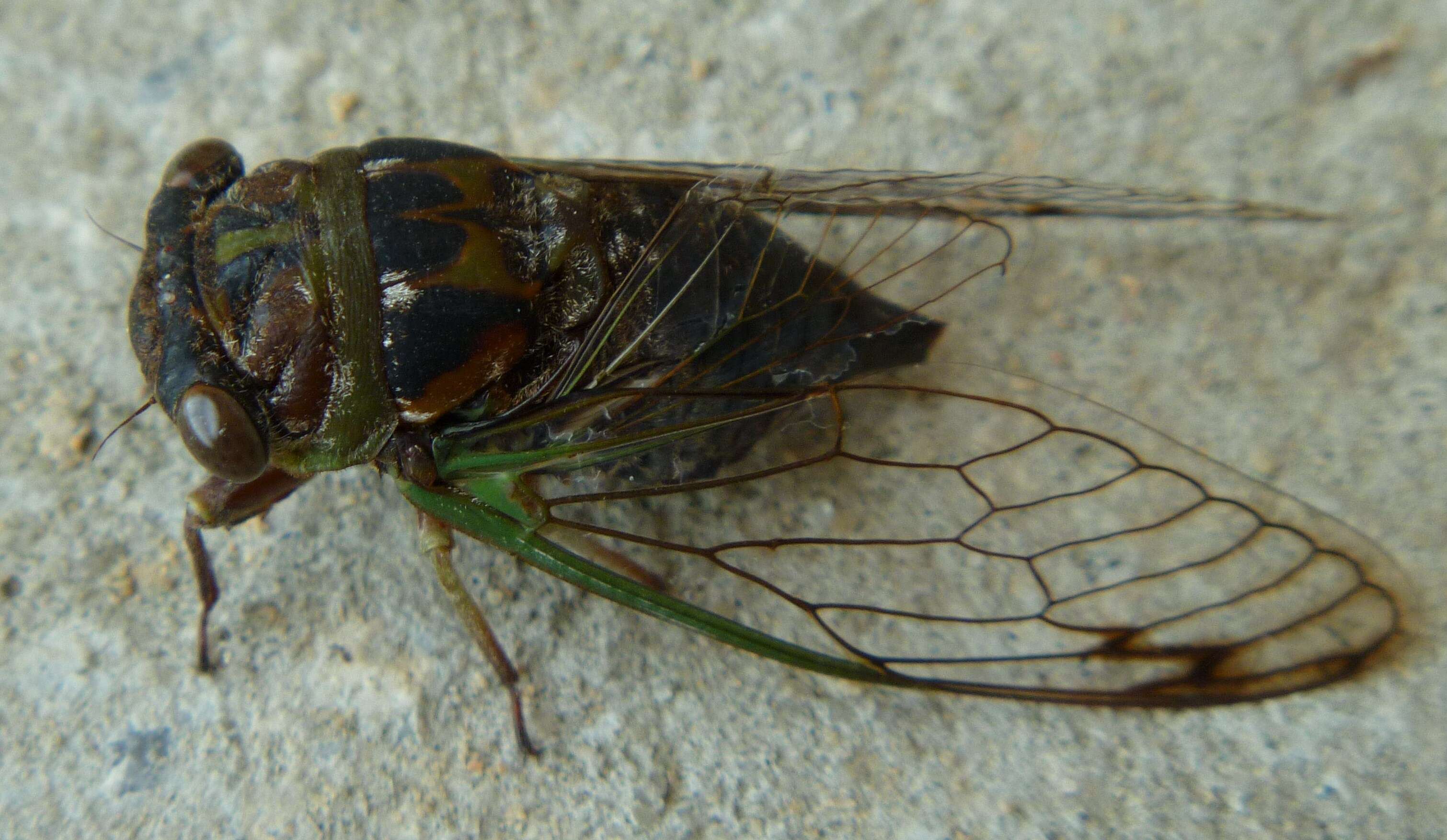 Image of Neotibicen davisi davisi (Smith, J. B. & Grossbeck 1907)