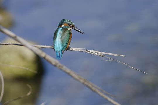 Image of Common Kingfisher