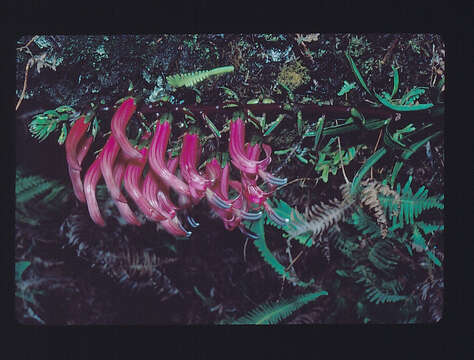 Imagem de Trematolobelia singularis H. St. John