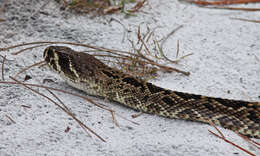 Image of Crotalus Linnaeus 1758