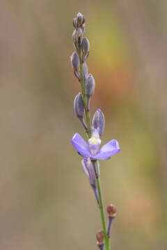 Image of Blue-spike Milkwort