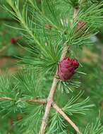 Image of larch