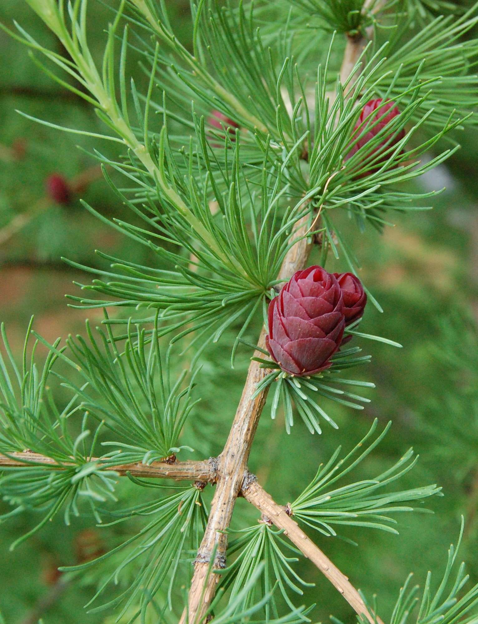 Image of larch