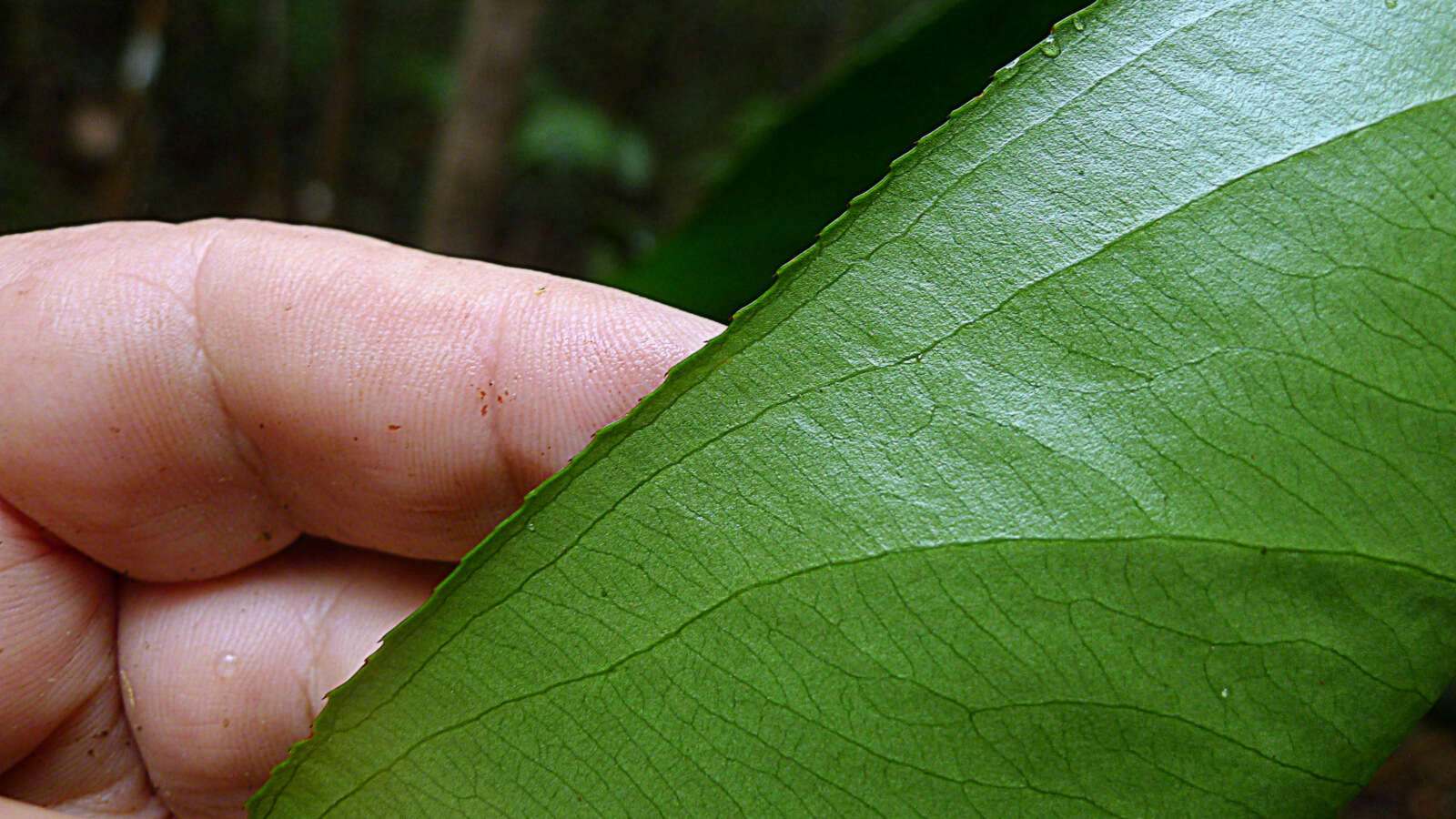 صورة Ouratea gigantophylla (Erhard) Engl.