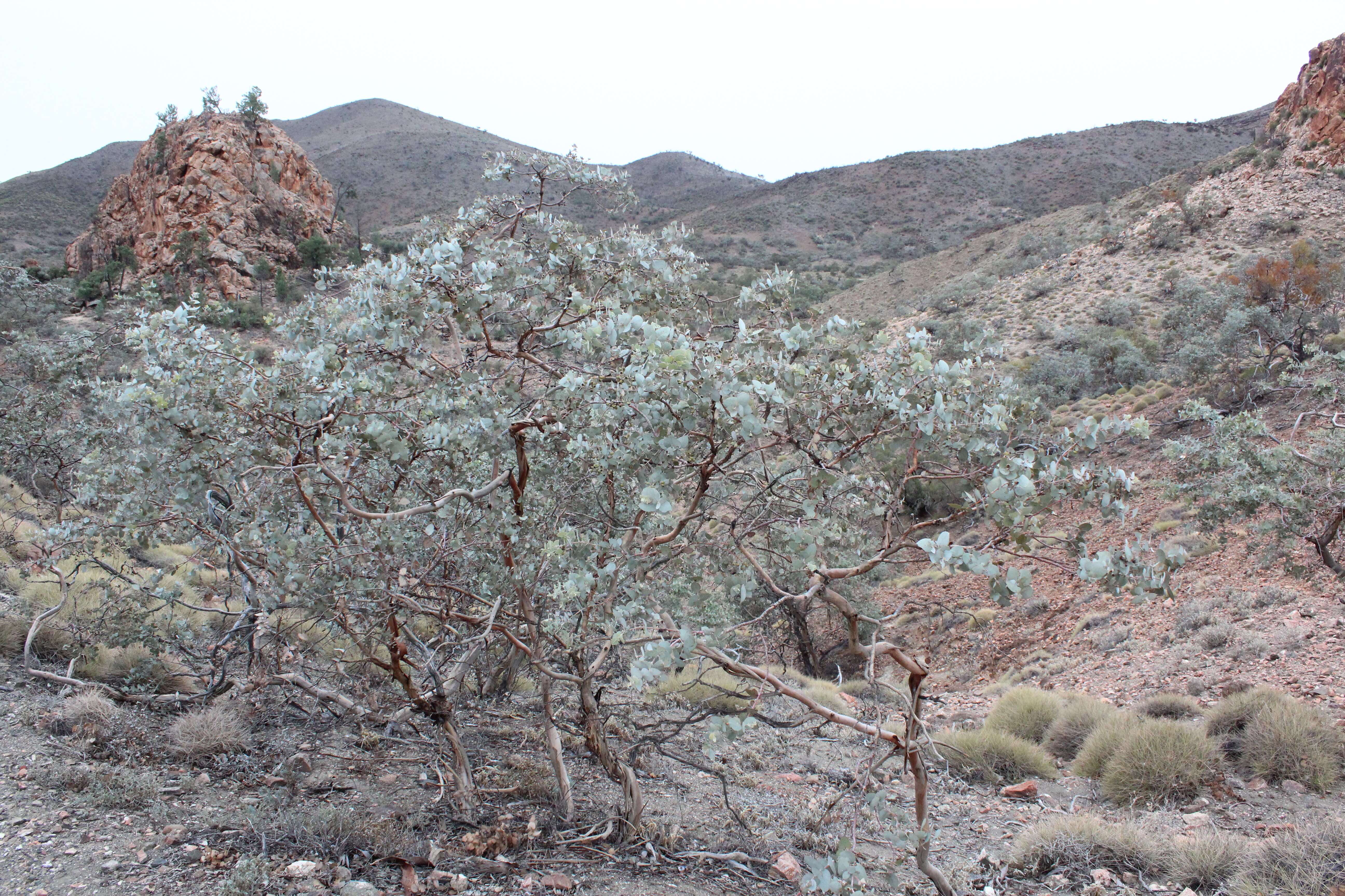 Image of curly mallee