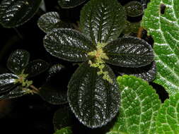 Image of friendship plant