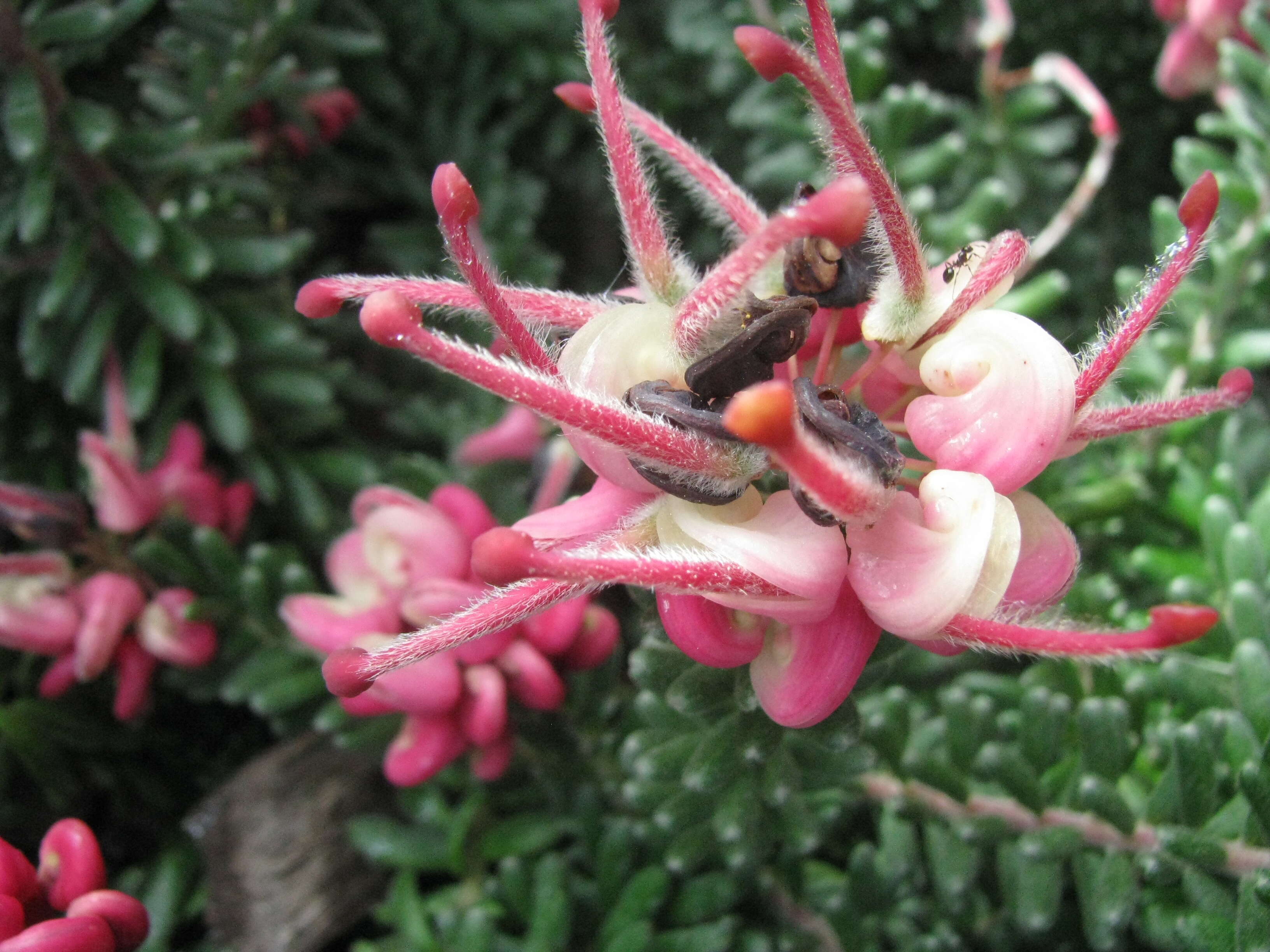 Image of Grevillea lanigera A. Cunn. ex R. Br.