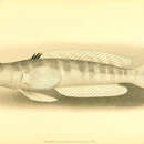 Image of Parapercis roseoviridis (Gilbert 1905)