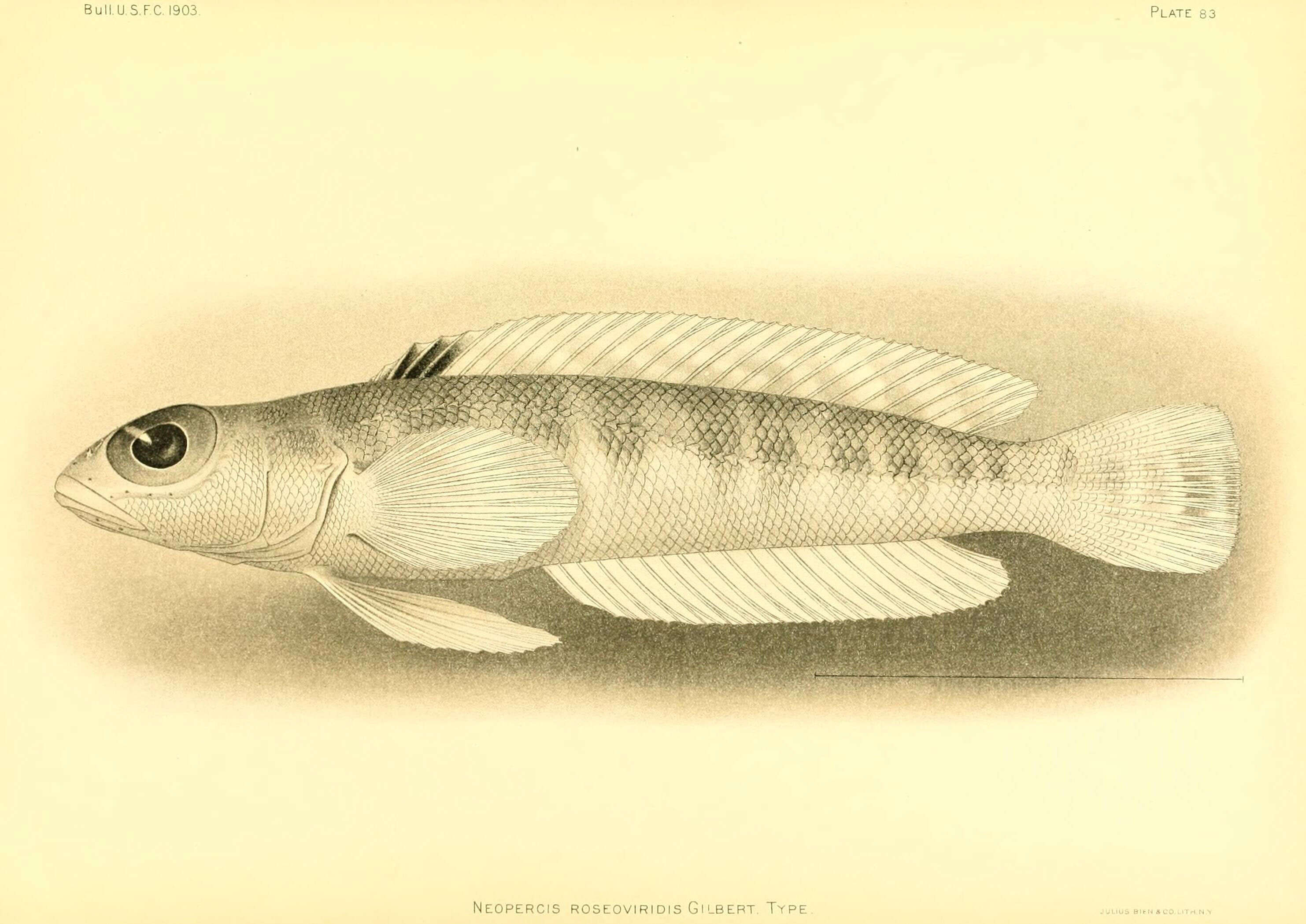 Parapercis roseoviridis (Gilbert 1905) resmi
