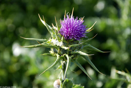 Image of Milk thistle