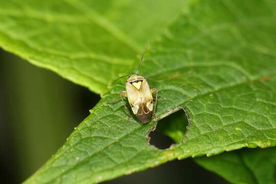 صورة Lygus pratensis (Linnaeus 1758)