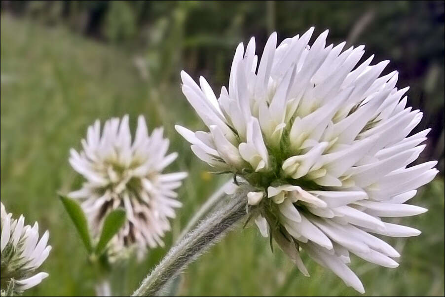 Plancia ëd Trifolium montanum L.