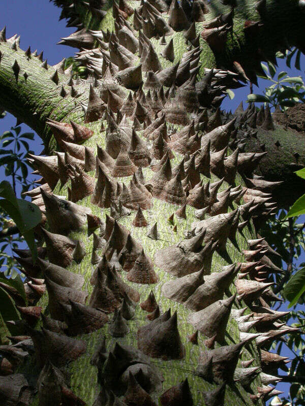 Image of Ceiba chodatii (Hassl.) P. Ravenna