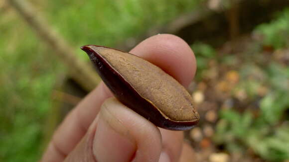 Image de Pouteria macrophylla (Lam.) Eyma