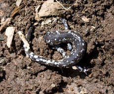 Image of mole salamanders