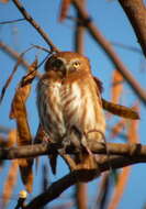 Image of Ferruginous Pygmy Owl