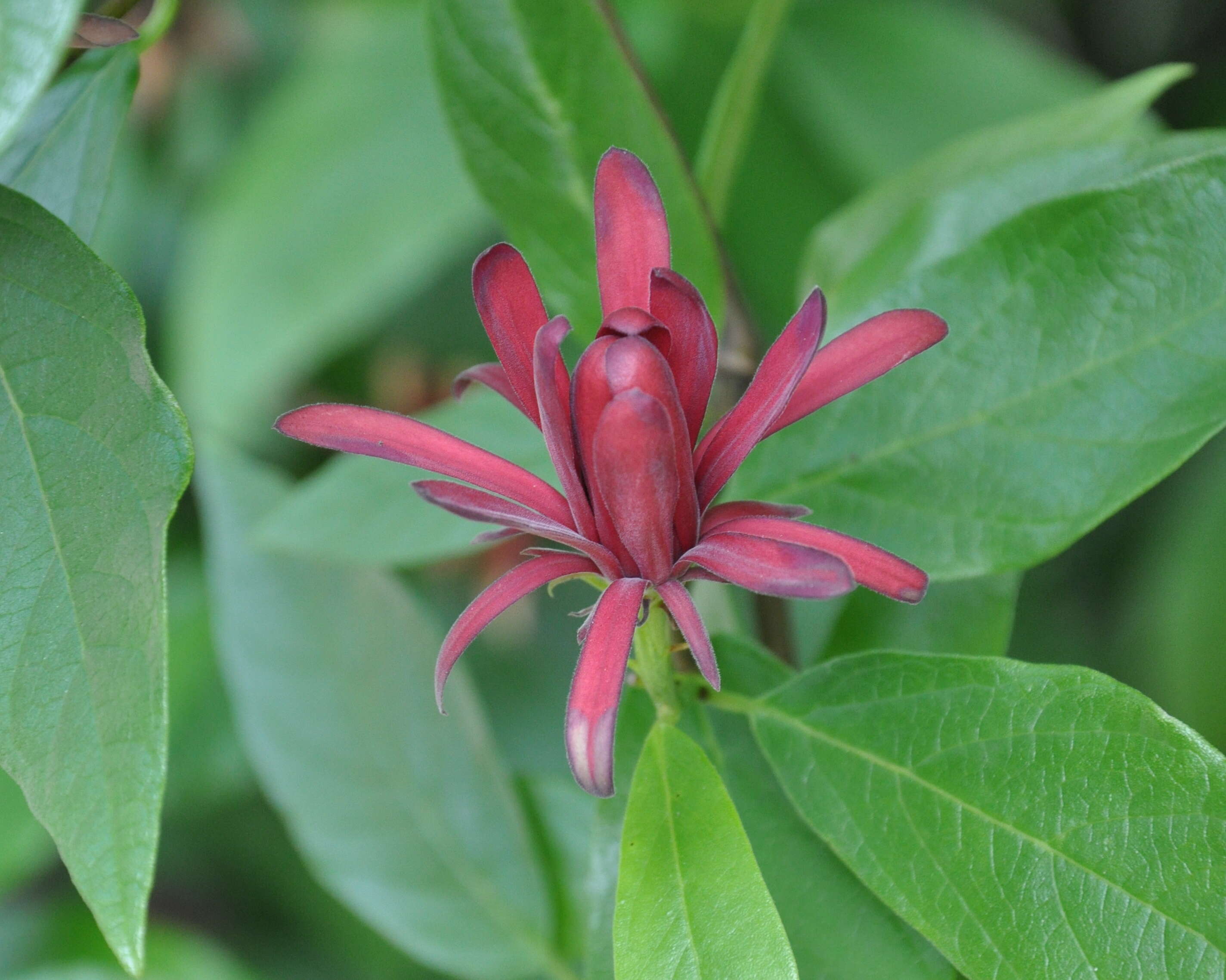 Image of sweetshrubs