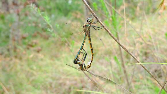 Image of Sentry Dragonfly