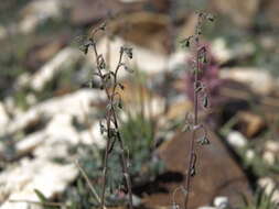 Image of meadow-rue